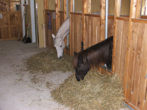 Penta Stable artgerechte Fütterung